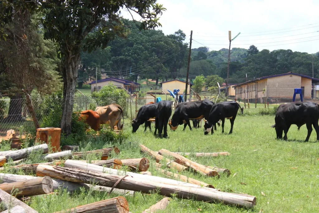 mt selinda high school projects